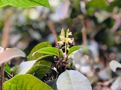 -红宝石·鲜奶小方·海派西点房(控江店)