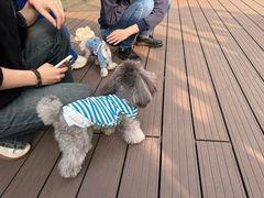 -百好乐宠物友好餐厅(朝外大街店)