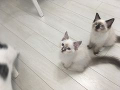 -喵的天空名猫咖啡馆·撸猫·猫舍·用品