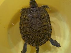 -爱哆宠物医院·骨科·外科·猫科