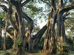 -瑞丽独树成林风景区