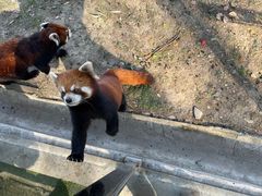 -苏州太湖西山岛开心农场