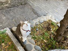 -喵屿·大理花园猫咖