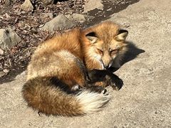 -宫城藏王狐狸村