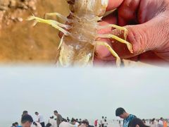 -刘家湾赶海园