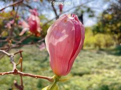 -泰州凤城河风景区-泰山公园