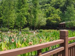 -重庆彩云湖湿地公园