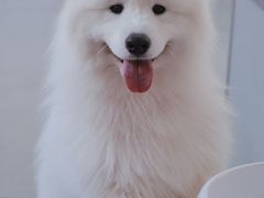 -星多哈·狗咖·拼豆·咖啡