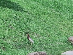 -深圳仙湖植物园