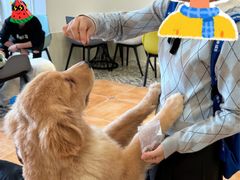 -Let's go狗咖·猫咖·奶狗·桌游(春熙路IFS店)