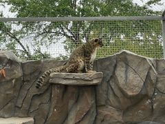 -青藏高原野生动物园