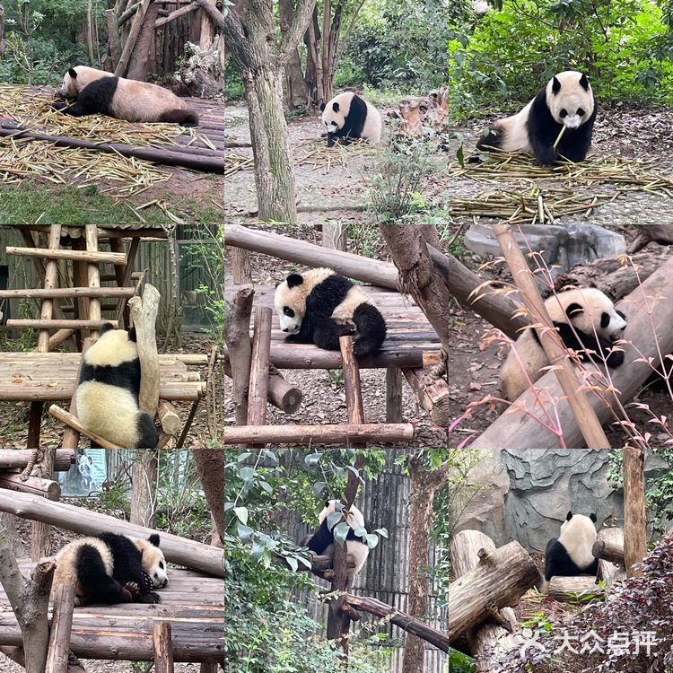 成都|三天自由行