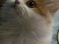 -momokira米努特·德文卷毛猫·棉花面纱犬