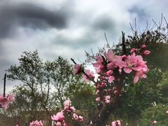 -南汇桃花村