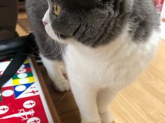 -猫和宫(六道口店)