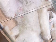 -BABIT巴比特宠物(MOMOPARK店)