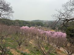 -无锡梅园公园