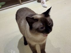 -藏猫猫咖啡主题馆(中央大道店)