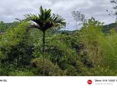 -海南槟榔谷黎苗文化旅游区