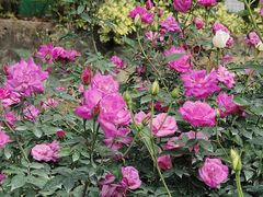 -人民公园(罗湖区)