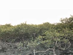 -北海金海湾红树林生态旅游区