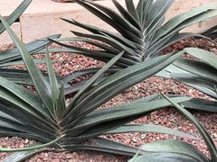 -南山植物园