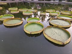 -石家庄市植物园