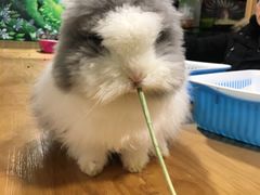 -藦茜花园宠物主题亲子互动体验馆(国顺东路店)