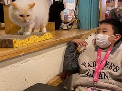 -猫小院猫主题咖啡厅(北锣店)