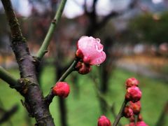 -新虹桥中心花园