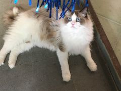 -喵屿·大理花园猫咖