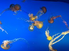 -太平洋海底世界