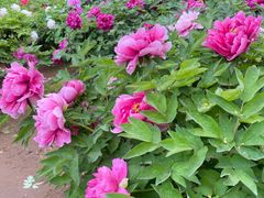 -石家庄市动物园