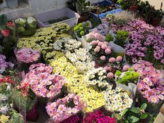 -中环花鸟鱼虫市场