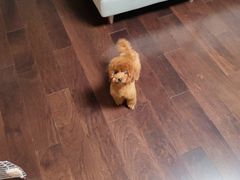 -翊宠yipet猫狗购宠庄园犬舍•猫舍