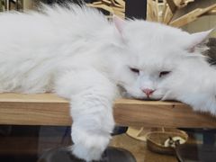 -磁器口古镇