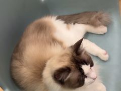 -Let's go狗咖·猫咖·奶狗·桌游(春熙路IFS店)