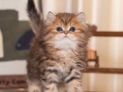 -小猫来了·猫舍(红山六九七九店)