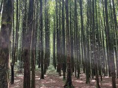 -山王坪喀斯特国家生态公园