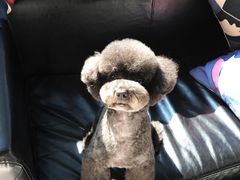 -Oh My Dog宠物沙龙(伊珊娜皮毛护理店)