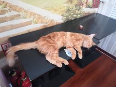 -猫小院猫主题咖啡厅(北锣店)