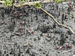 -北海金海湾红树林生态旅游区