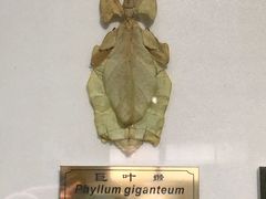 -上海昆虫博物馆