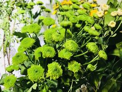 -爱尚花坊(大林路店)