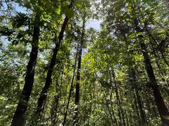 -素山寺森林公园