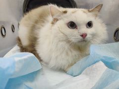 -爱诺耐芙动物医院(万博店)