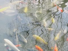 -北京大学百年讲堂