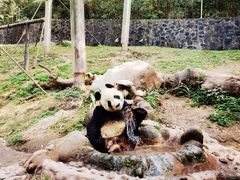-都江堰中华大熊猫苑
