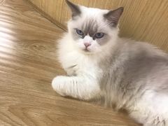 -猫和宫(六道口店)