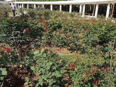 -人民公园(罗湖区)